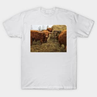 Scottish Highland Cattle Bulls 2342 T-Shirt